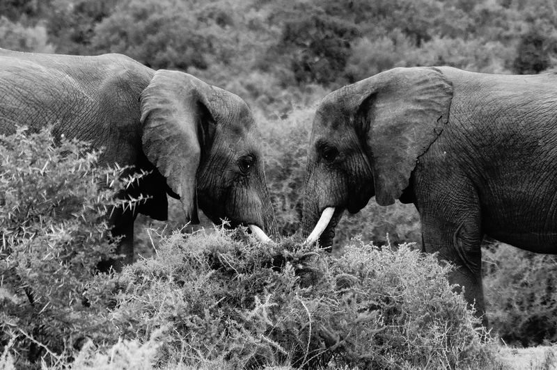 African elephants on field by plants