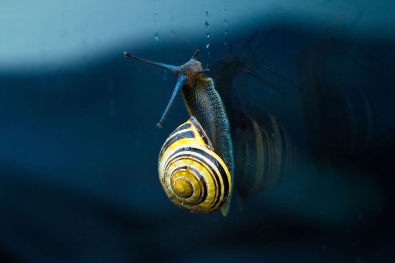 Close-up of snail on glass