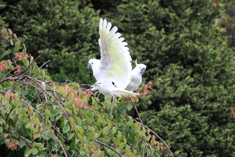 White bird flying against plants