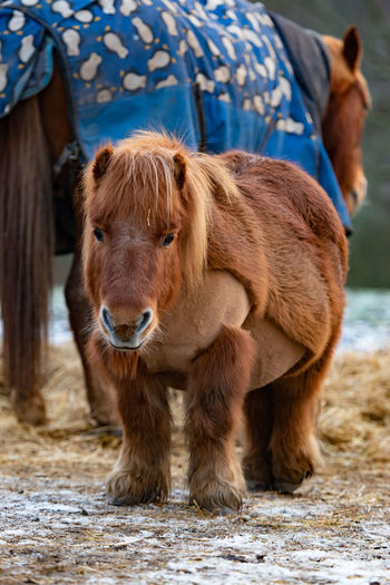 Close-up of horse