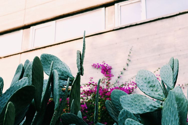 Close-up of pink flowering plant against wall