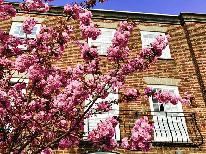 Low angle view of pink flowering tree by building