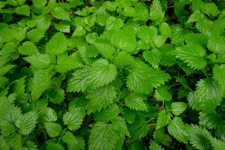 Stinging nettle green from above