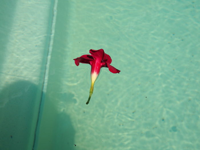 Close-up of red rose floating on water