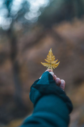 Close-up of person holding autumn leaf