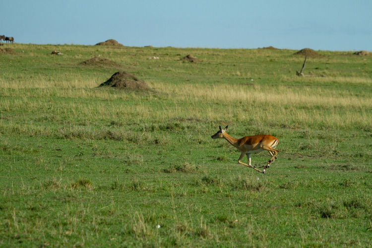 Side view of giraffe running on field