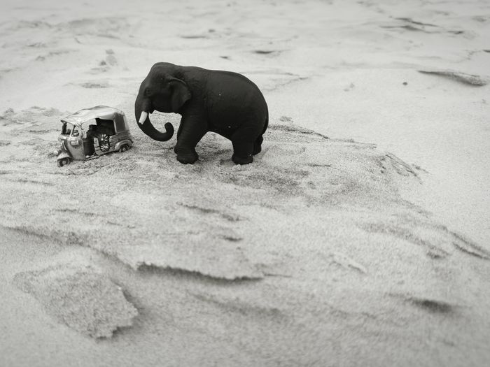 Close-up of horse on sand at beach