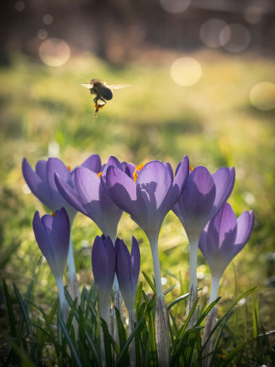 Close-up of honey bee pollinating on purple flower