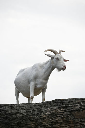 Goat standing on wood against clear sky