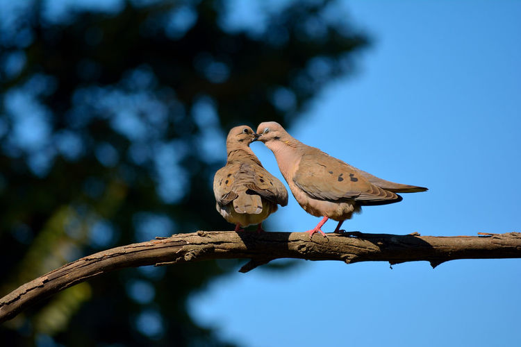 Close-up of morning dove perching on branch