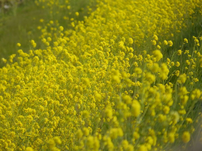 High angle view of yellow flowers blooming in field