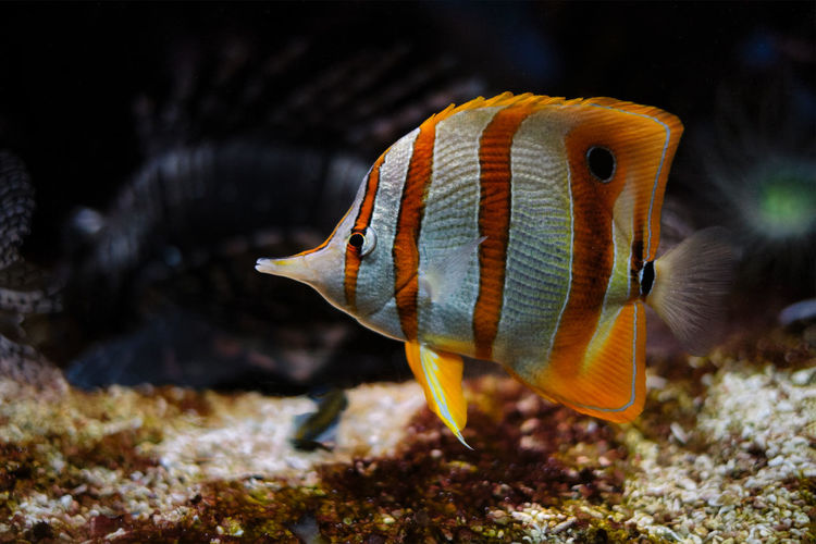 Copperband butterflyfish chelmon rostratus