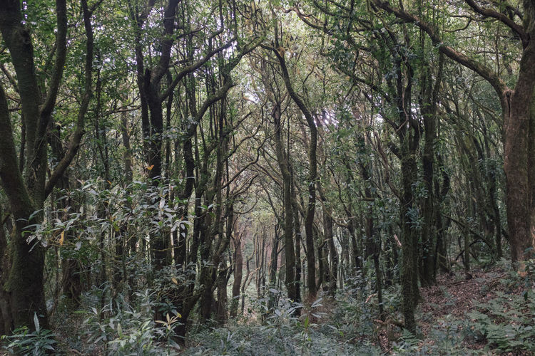 View of trees in the forest