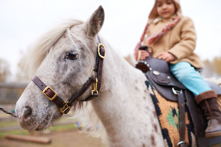 Little girl riding appaloosa pony