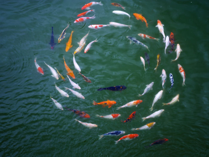 High angle view of koi carps swimming in lake