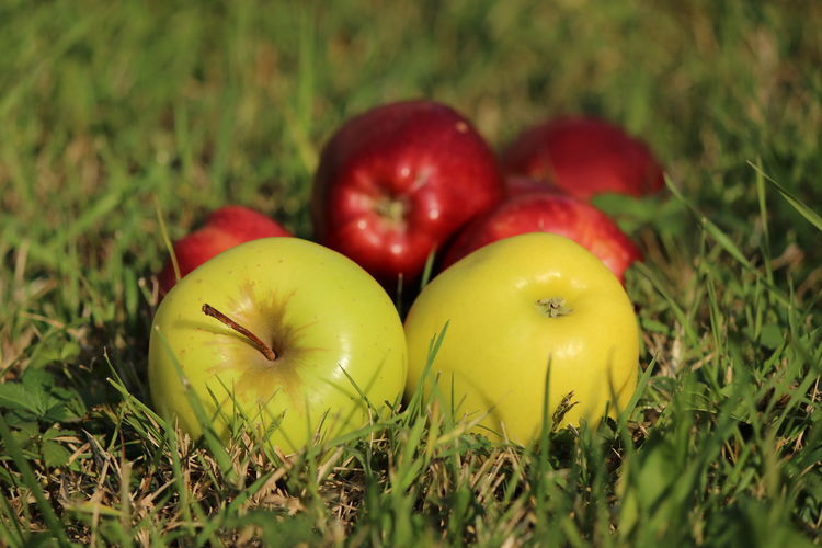 Close-up of apples in grass