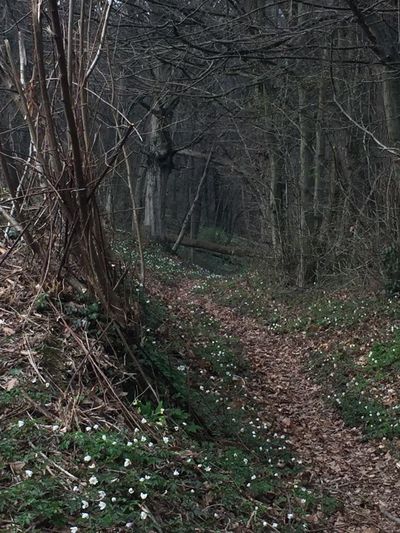 Bare trees in forest