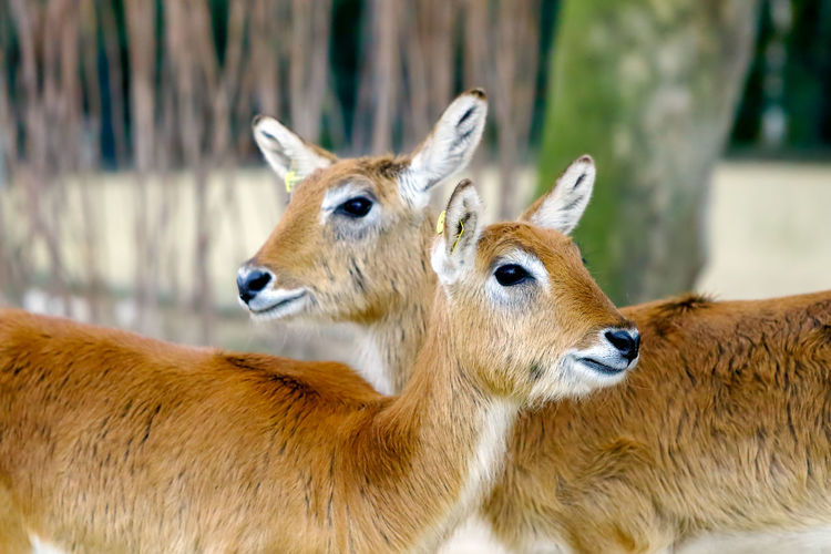 Close-up portrait of deer on field