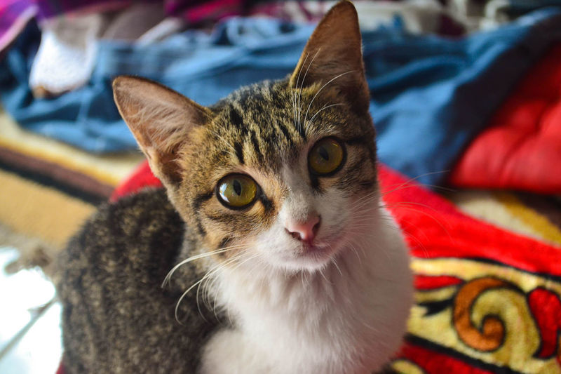 A kitten stares at camera on kapalo koto, pariaman, west sumatra