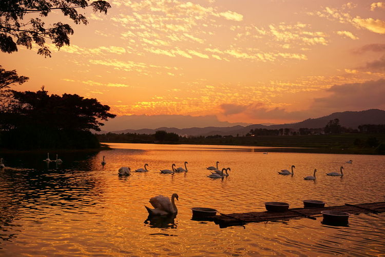 Swans in lake during sunset