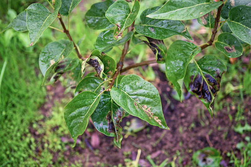 Symptom of the disease on the leaves of a lilac bush. blackened leaves