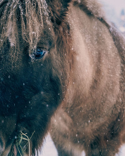 Close-up of horse in snow