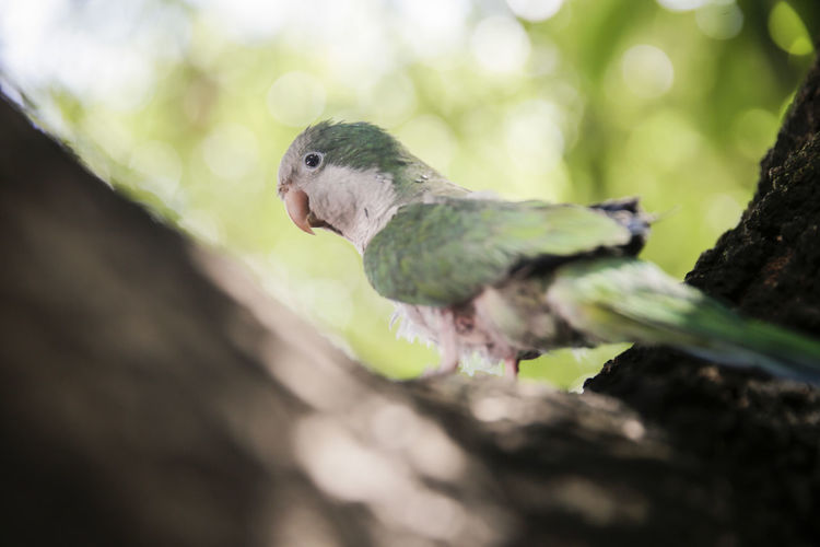Close-up of parrot perching on tree