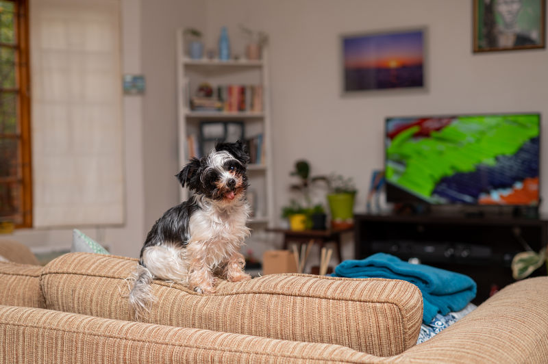 Portrait of dog sitting on sofa at home