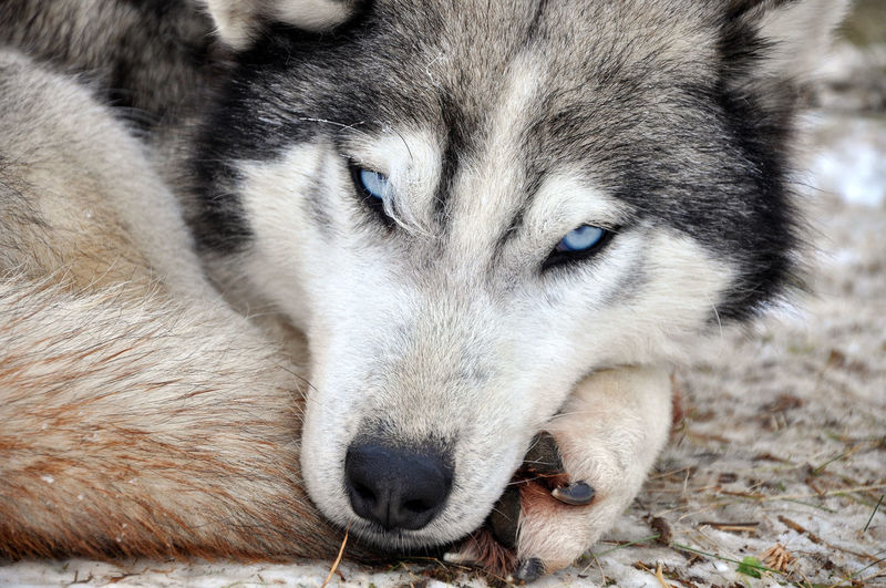 Detail shot of a wolfdog