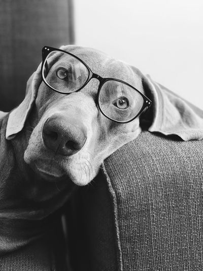Portrait of dog wearing eyeglasses