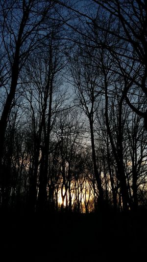 Silhouette of bare trees in forest