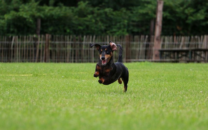 Dog running on field