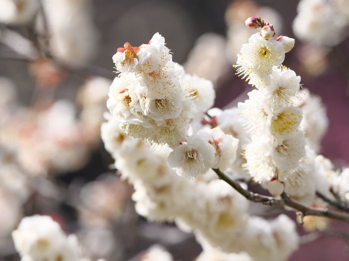 Close-up of white cherry blossom tree