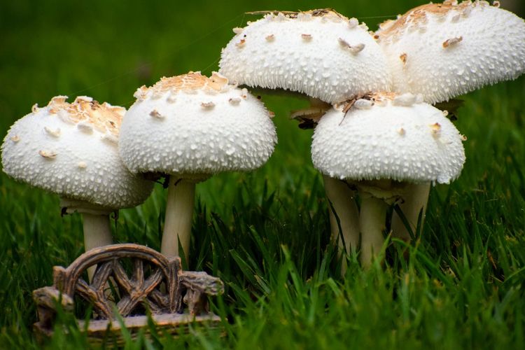 Close-up of toadstools growing on field