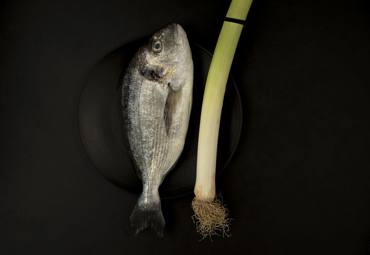 One raw sea bream fish in a black plate on black background with leek dark mood photography