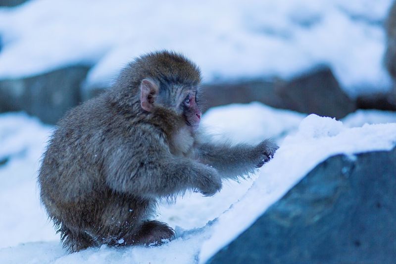 Close-up of monkey sitting on snow