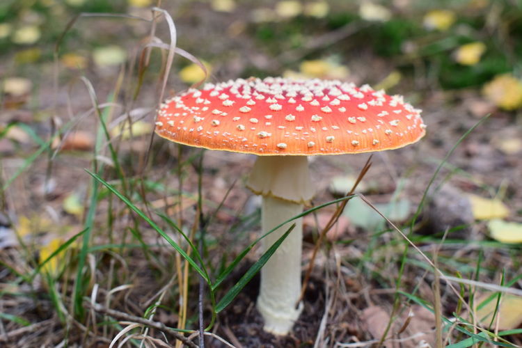 Close-up of fly agaric mushroom on field