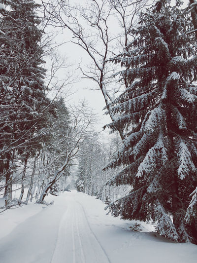 Snow covered road amidst trees during winter