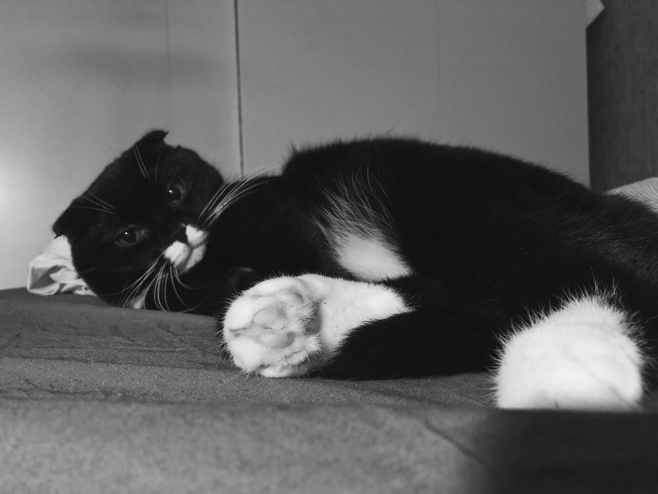 CLOSE-UP PORTRAIT OF A CAT RESTING ON FLOOR