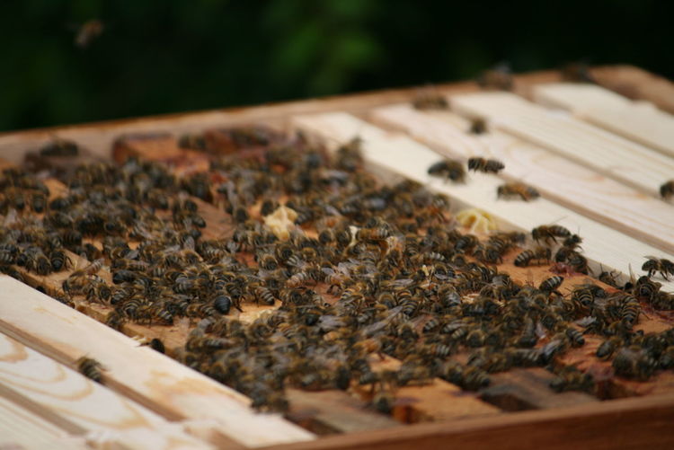 Close-up of honey bees on wooden table