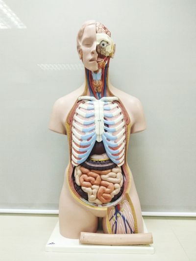 Anatomical model on table at classroom