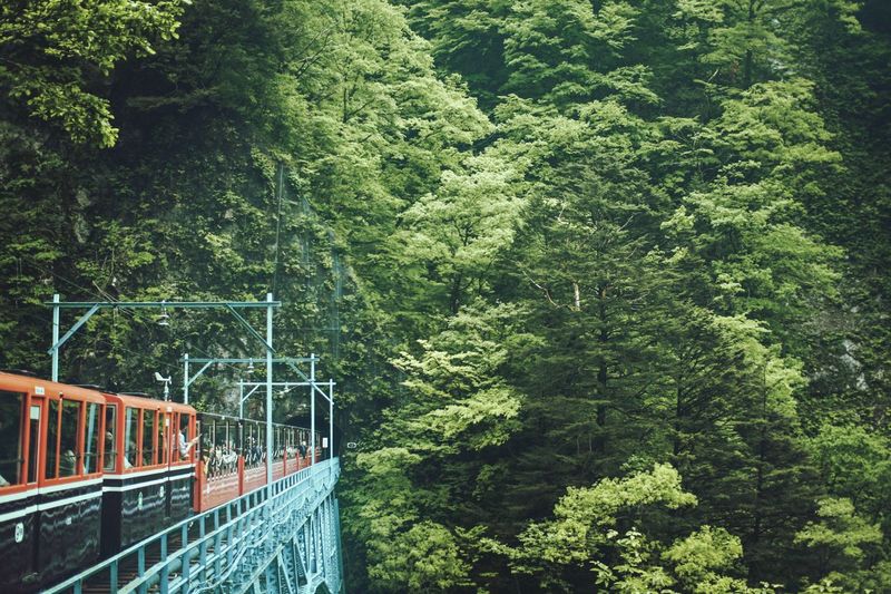 Footbridge amidst trees in forest