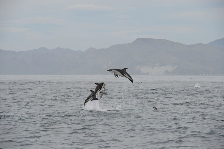 Bird flying over sea against mountains