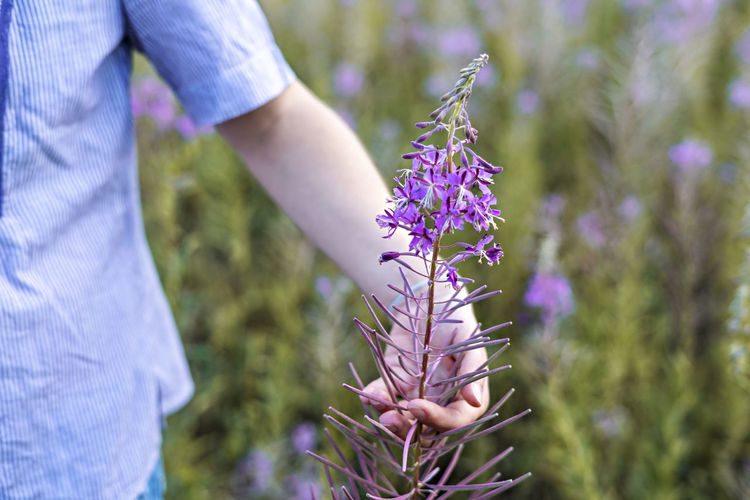 Woman in purple shirt walking in meadow among flowers of fireweed and touching flower, female hand