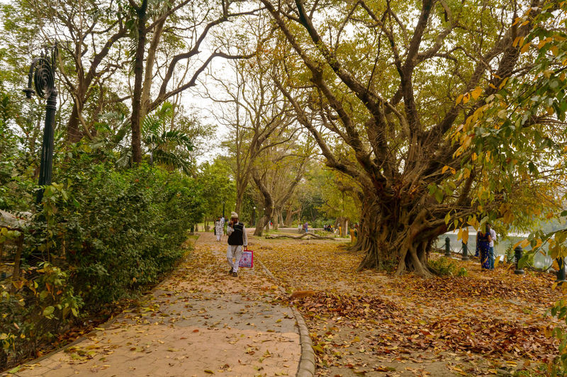 Rear view of women walking on footpath amidst trees