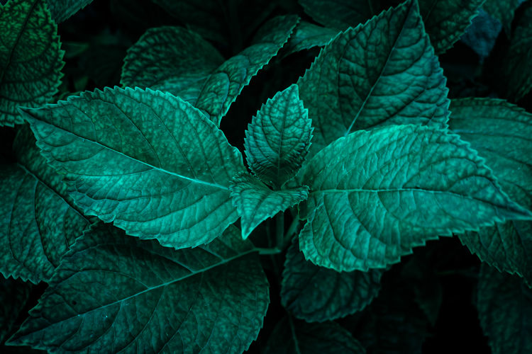 Close-up of fresh green leaves