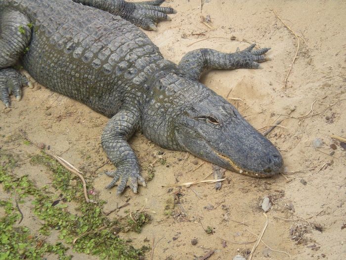 High angle view of crocodile on field at zoo