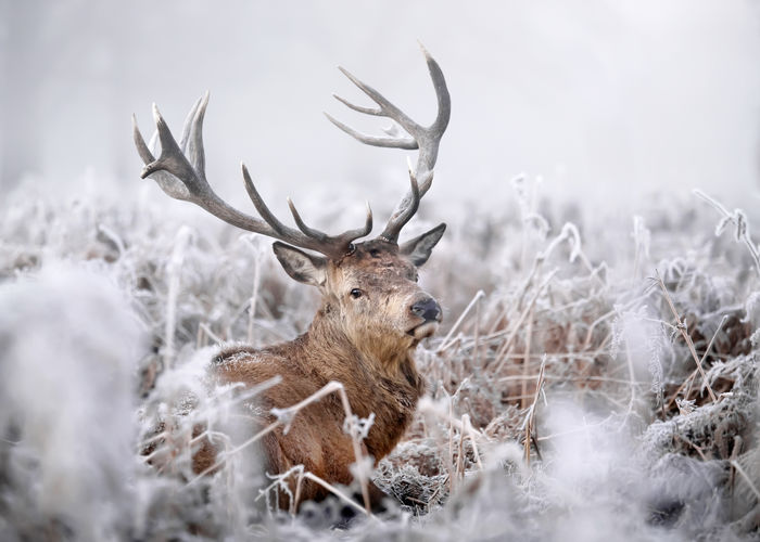 Portrait of deer on snow covered land