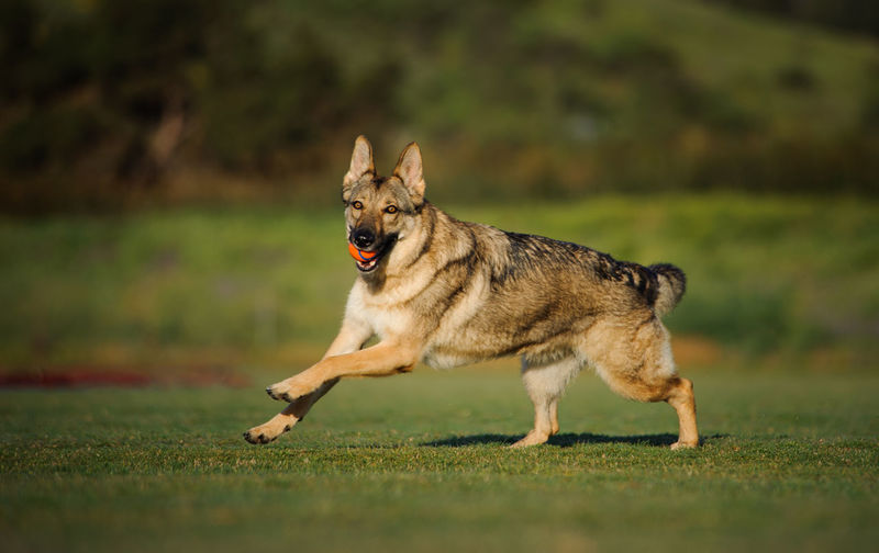 Portrait of german shepherd carrying ball in mouth while running on field