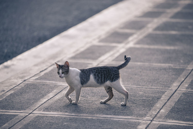 High angle view of cat walking on street